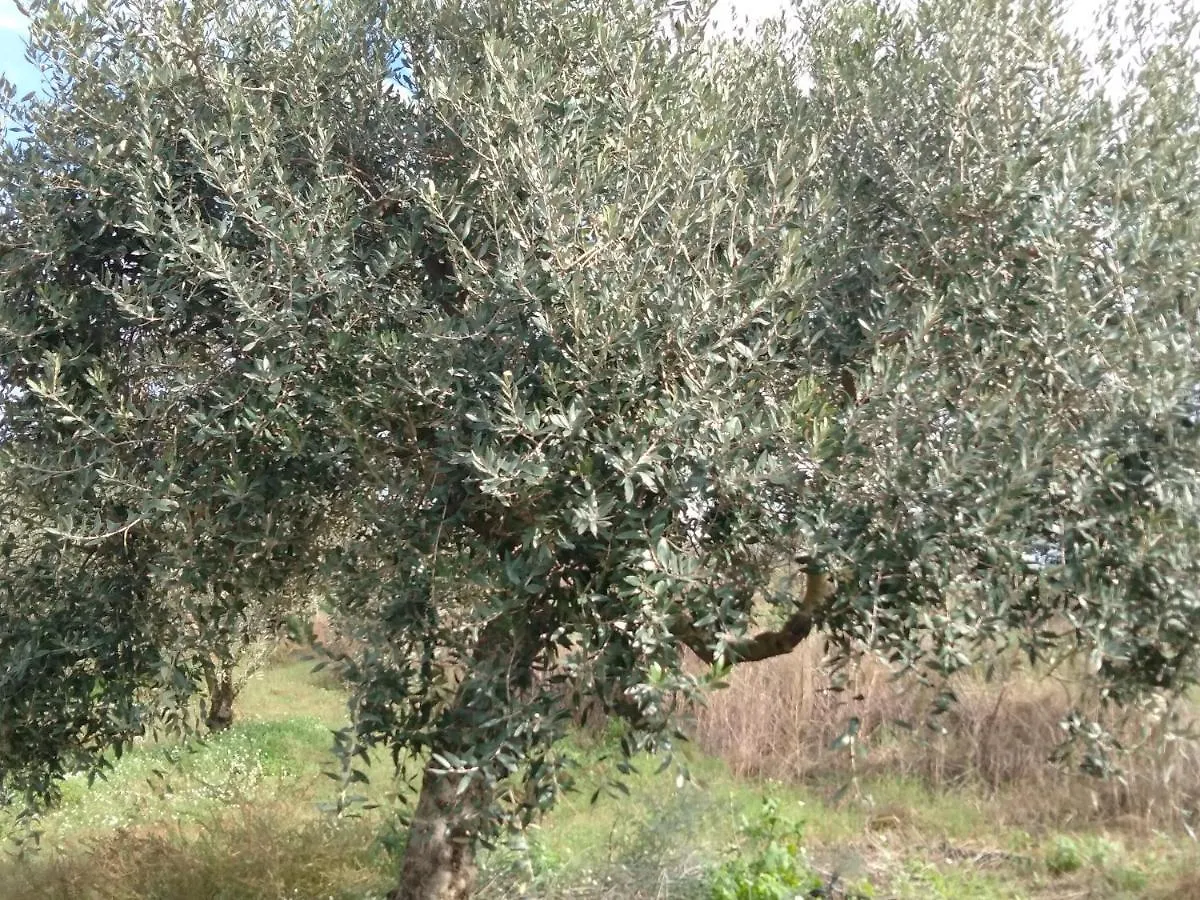 Agriturismo Fattoria Delle Milizie Scicli 0*,  Italy